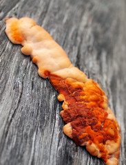 orange fungus on wood