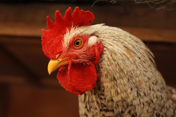 the bad rooster watching you