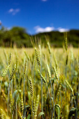 Obraz premium Wheat field closeup