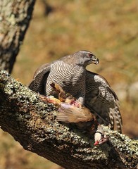Goshawk.
