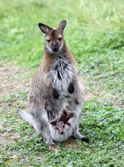 Bennettkänguru mit Jungtier