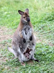Bennettkänguru mit Jungtier