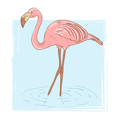 Pink flamingo standing in the water