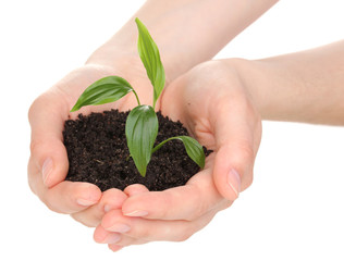 Young plant in hands isolated on white