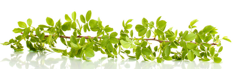 Branch with green leaves isolated on white