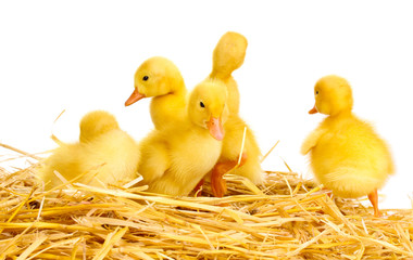 Five duckling on straw isolated on white
