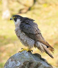 Peregrine Falcon.