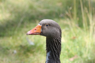 Portrait einer Leinegans 