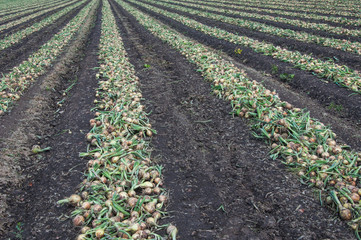 Fototapeta na wymiar Harvested onions drying in long rows on the field