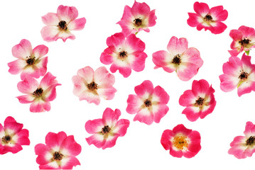 Полет цветов