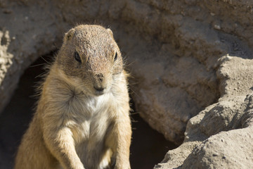 souslik (ground squirrel)