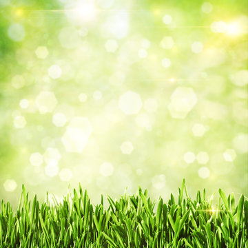 Green grass. Abstract natural backgrounds