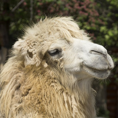 camel portrait