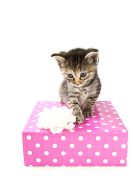 Birthday kitten