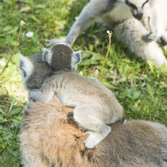 lemur family