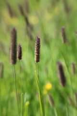 Graminées sauvages.