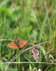 Papillon : Nacré de la ronce.