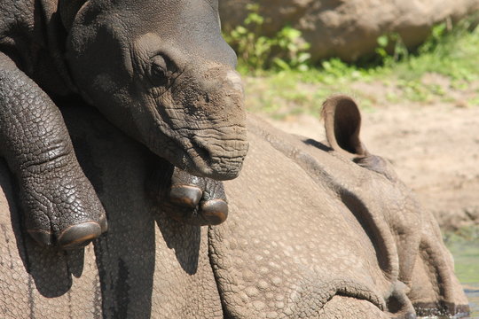 Nashorn