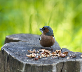 bird sits on a stub with split nutlets