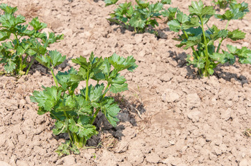 Closeup of celery root plants growing in soil