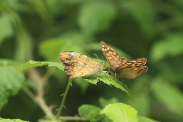 Papillons sur une feuille