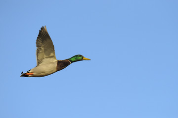 Male mallard duck in flight