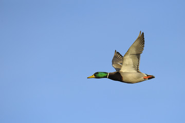 Obraz premium Colorful male mallard duck in flight against blue sky