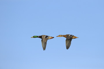 Two mallard ducks in flight against blue sky