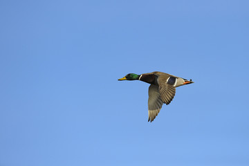 Male mallard duck in flight