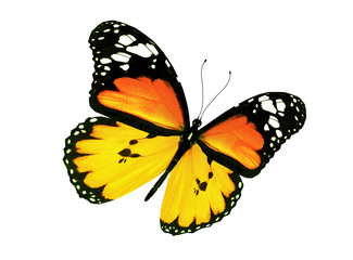 Fototapeta na wymiar Yellow butterfly flying, isolated on white