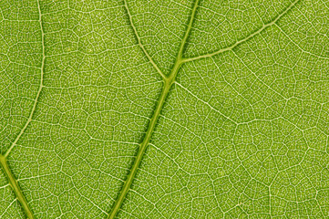 Leaf