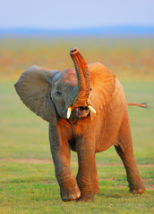 Baby Elephant - raised trunk - obrazy, fototapety, plakaty