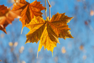 Autumn leaves