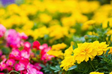 マリーゴールドとシキザキベゴニアのお花畑
