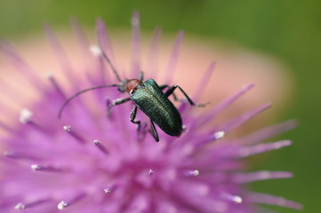 insetto su fiore
