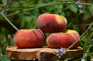 3 Pêches plates au jardin (prunus persica)