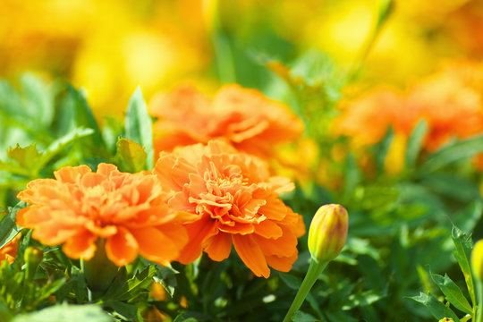 マリーゴールドのお花畑