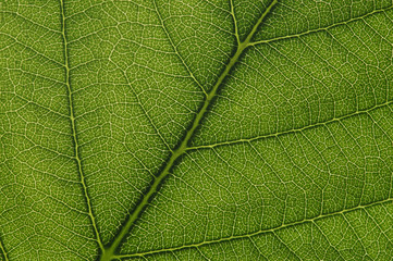 Leaf