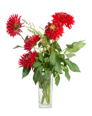 red dahlias