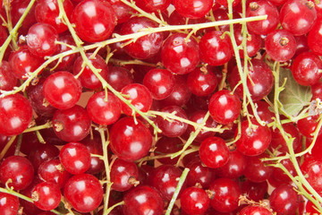 redcurrant