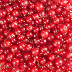 redcurrant
