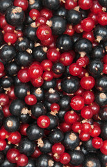 redcurrant and  blackcurrant