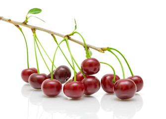 cherry fruit on the branch on a white background