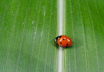 ladybird crossing the line