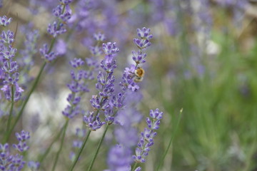 Biene am Lavendelstrauch