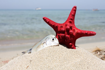 Stella marina e pesce sulla sabbia#2