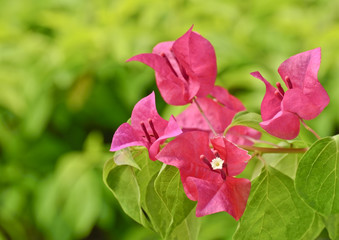 Bougainvillea
