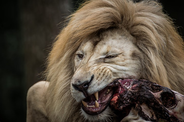 Löwe zerfleischt