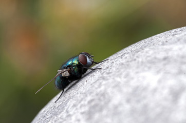 fly detail