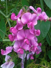 Naklejka premium Violet Orchid Flower